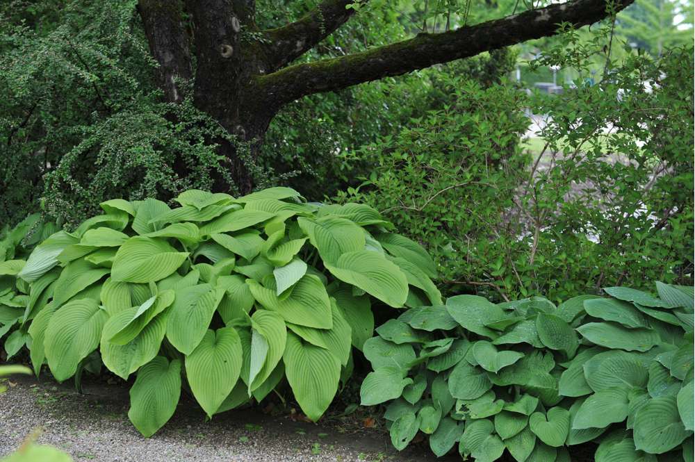 Hosta 'T-Rex'